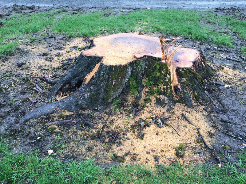 Stump Grinding