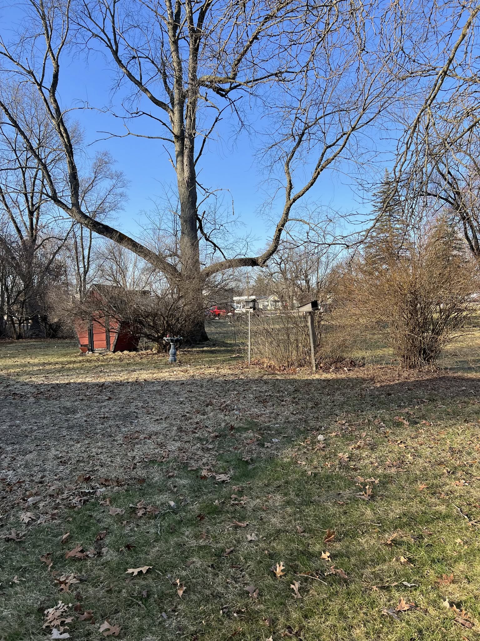 Large Yard Leaf Removal - Before