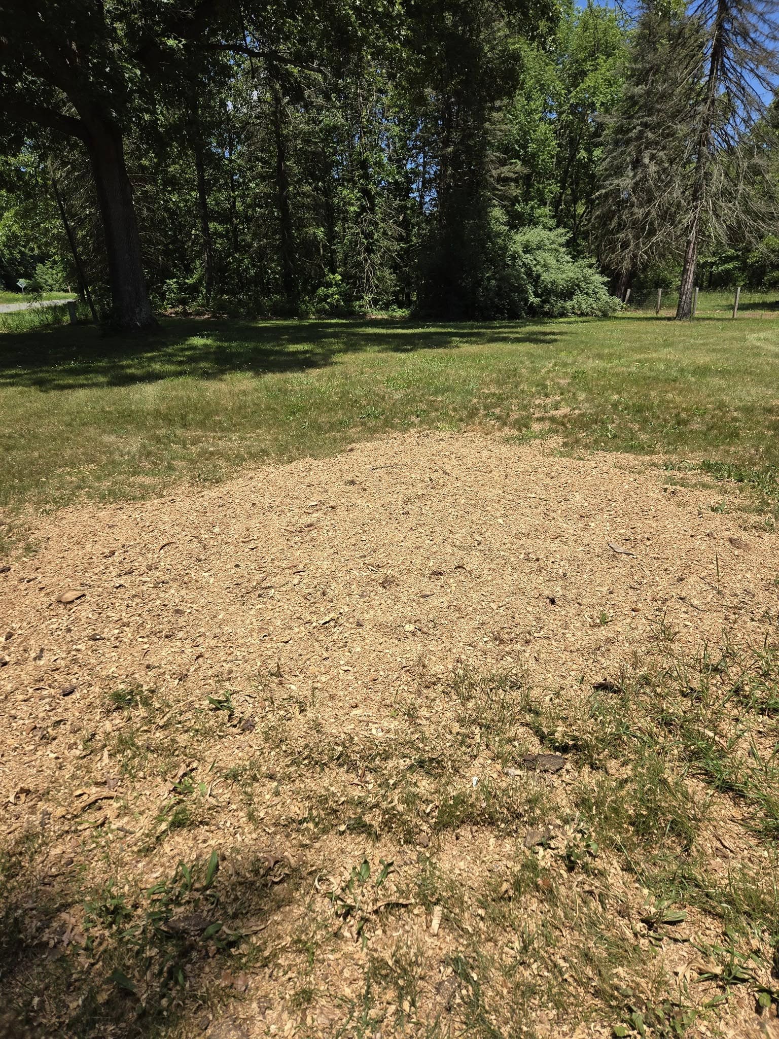 Multiple Stump Removal - After
