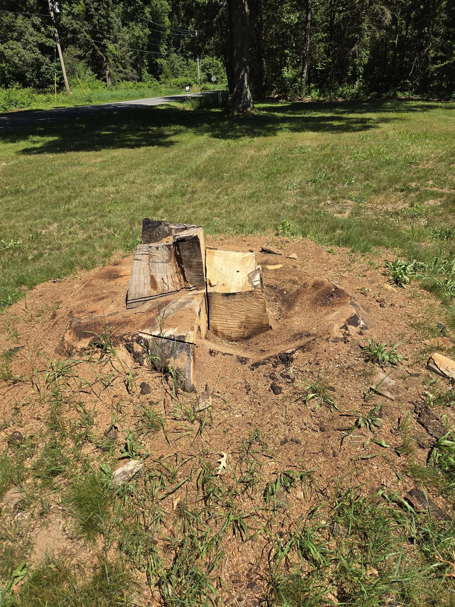 Multiple Stump Removal - Before